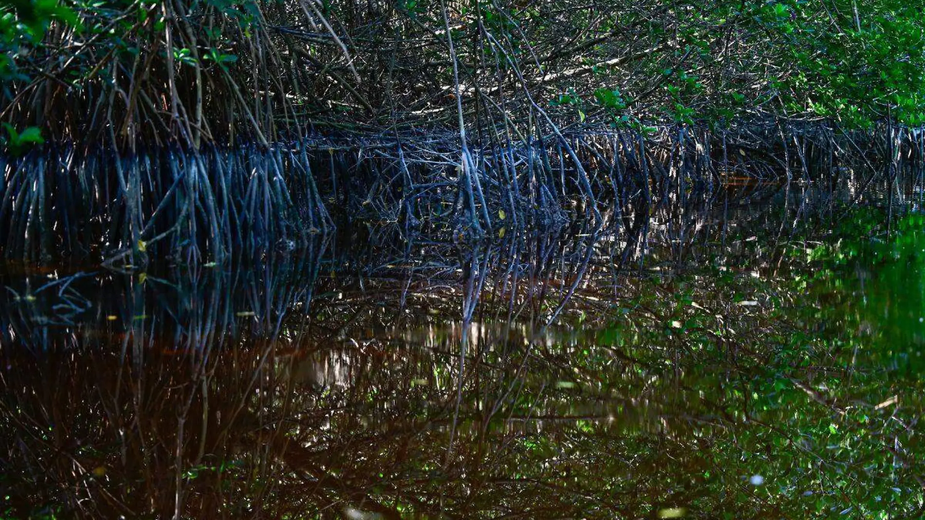 Selva en Yucatán